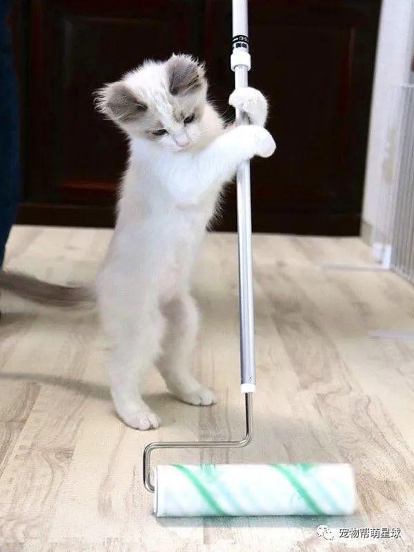 猫咪自发拿滚筒清理地板，为了这个家它可真是操碎了心！ - 4