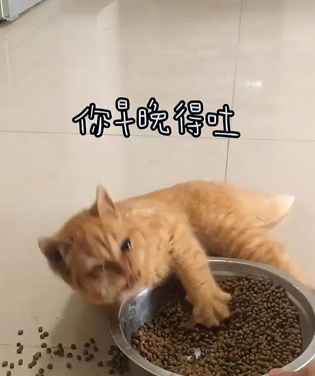 小伙捡回家1只流浪橘猫，连吃药都十分积极：很强的求生欲 - 5