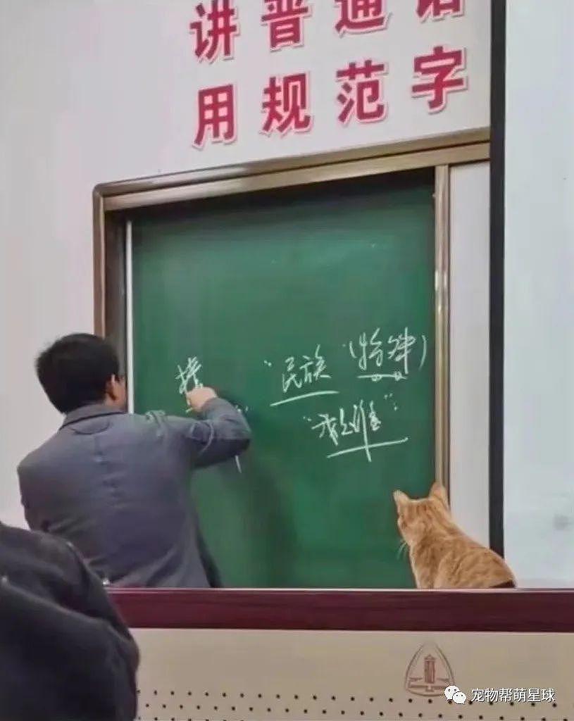 猫咪闯入大学课堂听课，结果被保安扼住了命运的后脖颈 ... - 1