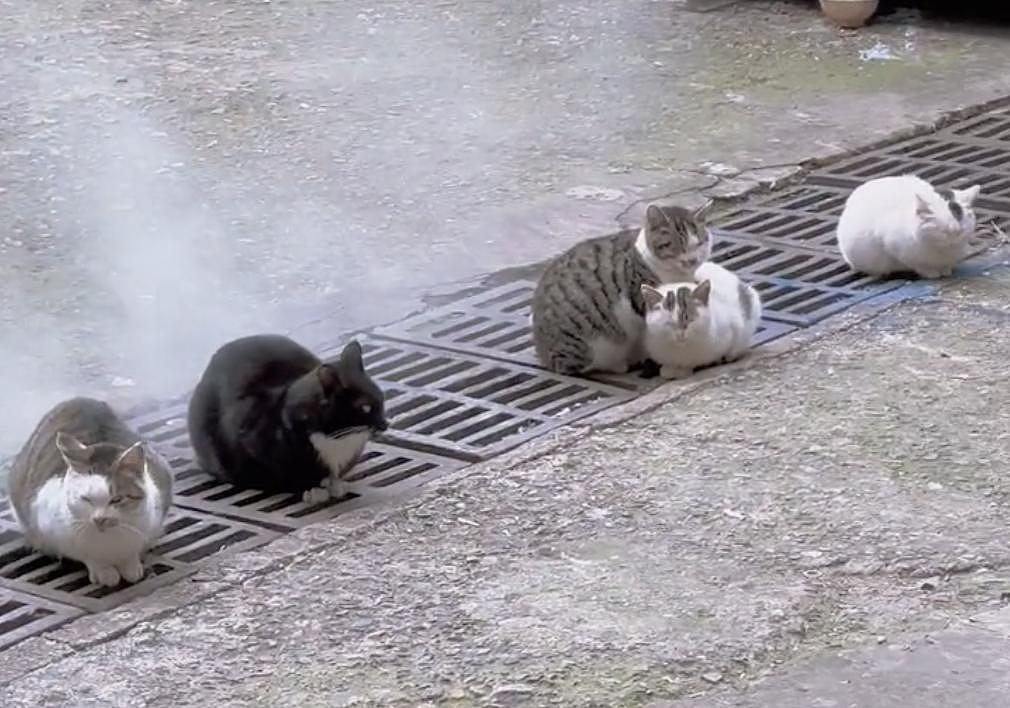 流浪猫集体趴在井盖上“蒸桑拿”，可爱的背后却充满心酸 . - 3