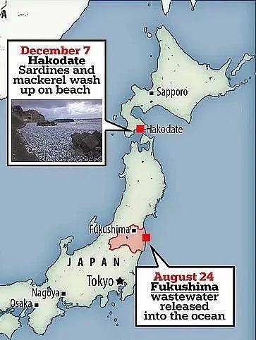 日本千吨死鱼涌向海岸，外媒怒骂核废水污染？ - 3