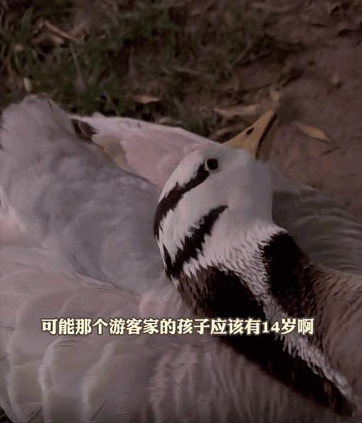 网红斑头雁被游客踢死，理由是它吓到了孩子 ... 动物成为网红，还是害了它们 - 7