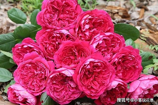 喜欢玫瑰，不如养盆“精品月季”皇家胭脂，花型饱满，香味浓郁 - 1