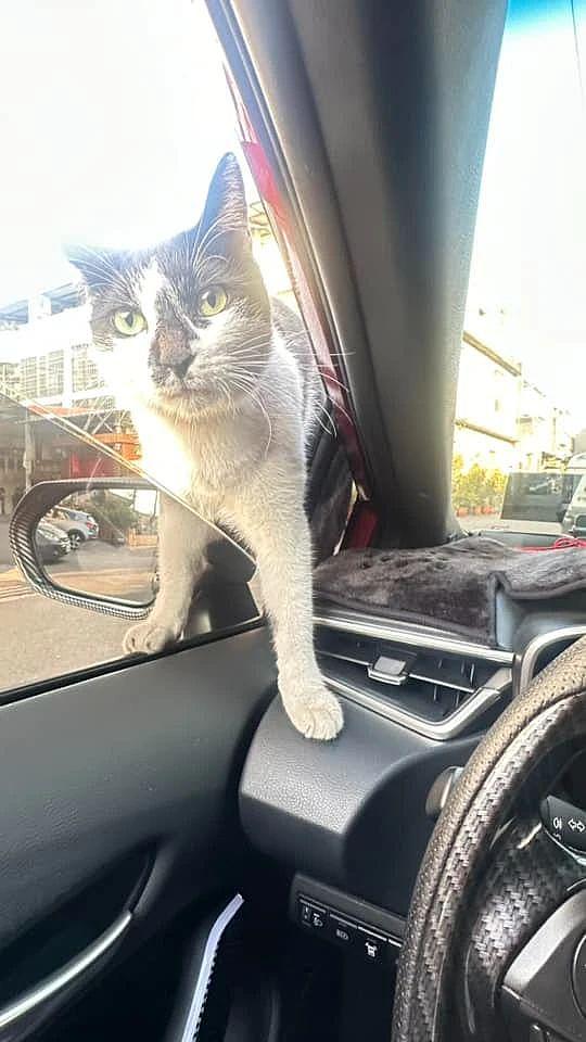 刚停好车就来了只流浪猫趴车顶，抬头吓一跳，它却自来熟的想进车！ - 3