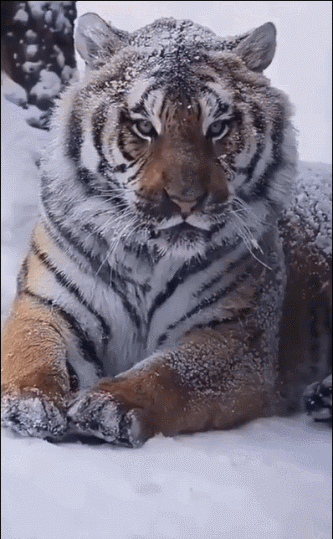 雪中的东北虎
