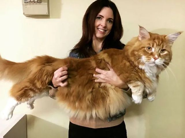 一只猫可以长得有多大？比狗还大！主人都快抱不动了 - 6