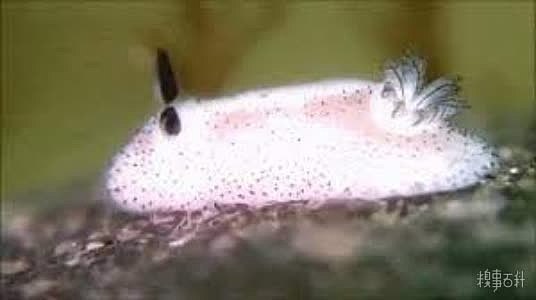 碎毛盘海蛞蝓，就像海