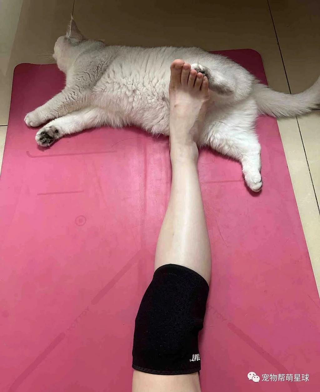铲屎官上瑜伽课，猫咪非要参与进来，只不过全程一个姿势 . - 5