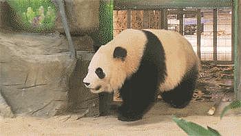 在美国遭受“虐待”的两只中国大熊猫，终于要接你们回家了… - 3