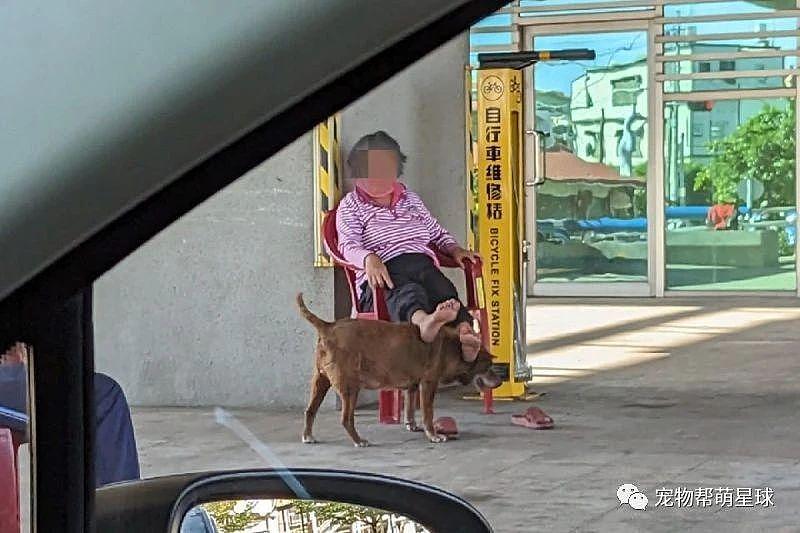 奶奶在路边休息，贴心狗狗用身体当垫脚凳，有爱画面融化全网！ - 1