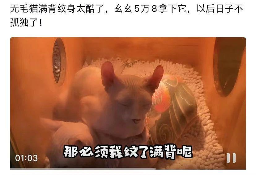 网友救了一只纹身无毛猫，呼吁大家别给猫纹身，猫贩子却找上门：你想用猫赚流量 . - 15