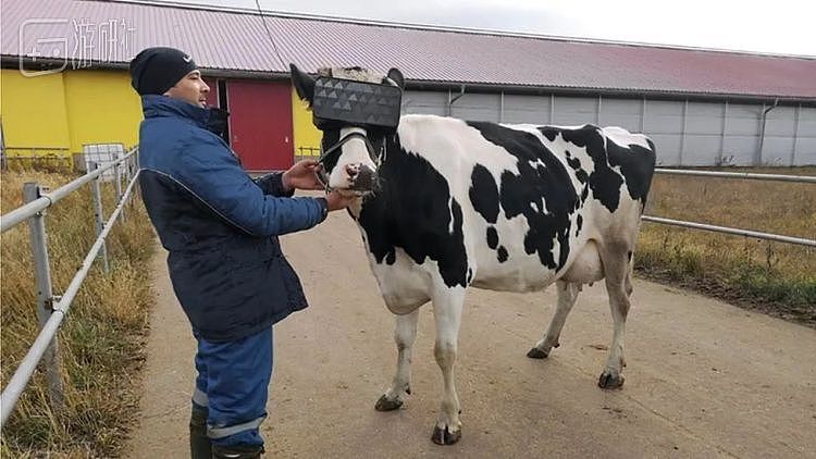 农场主正在用VR眼镜来提升奶牛的产奶量 - 1