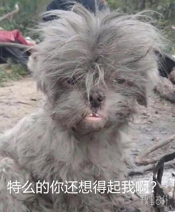 把狗狗交给奶奶一个月