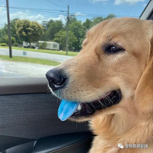 网友下车买水暂时把狗狗放车内，等回来后 ... 它的舌头怎么染色了？ - 2