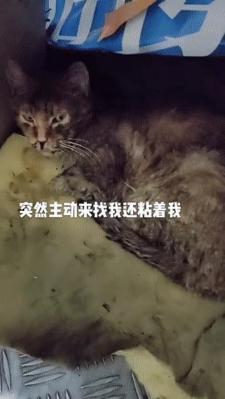 保安收养 7 只生病流浪猫上了热搜，和打死流浪狗的保安一对比，差距太大了 . - 9