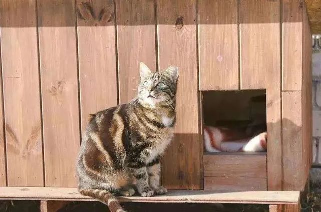 猫趣 | 铲屎官的父亲不让在家养宠物，却在户外为流浪猫建造了温暖的猫屋 - 1