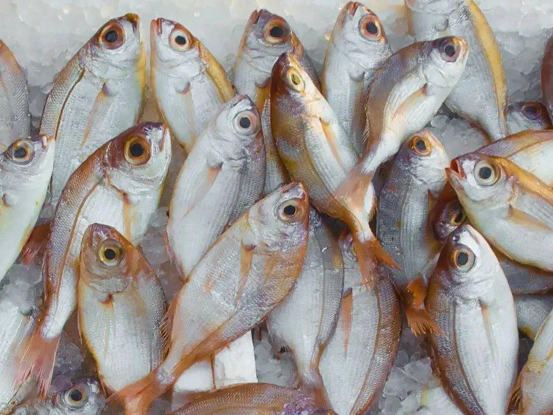 这5种淡水鱼值得多吃！高DHA、EPA，好买又便宜 - 4