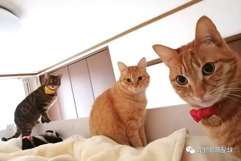 猫形闹钟准时提供叫早服务，主人无奈起床：谁叫你们才是主子呢！ - 2