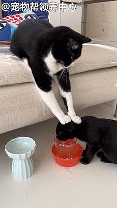 贴心大猫双爪压着小猫喝水，表情严肃像在说：要多喝点！ - 5