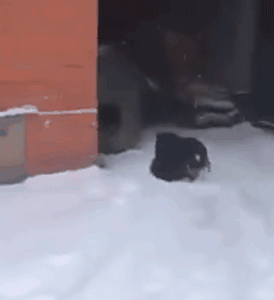 流浪小猫冻僵在雪地里痛哭，狗狗见到后，竟把它拖回了自己的窝 - 3