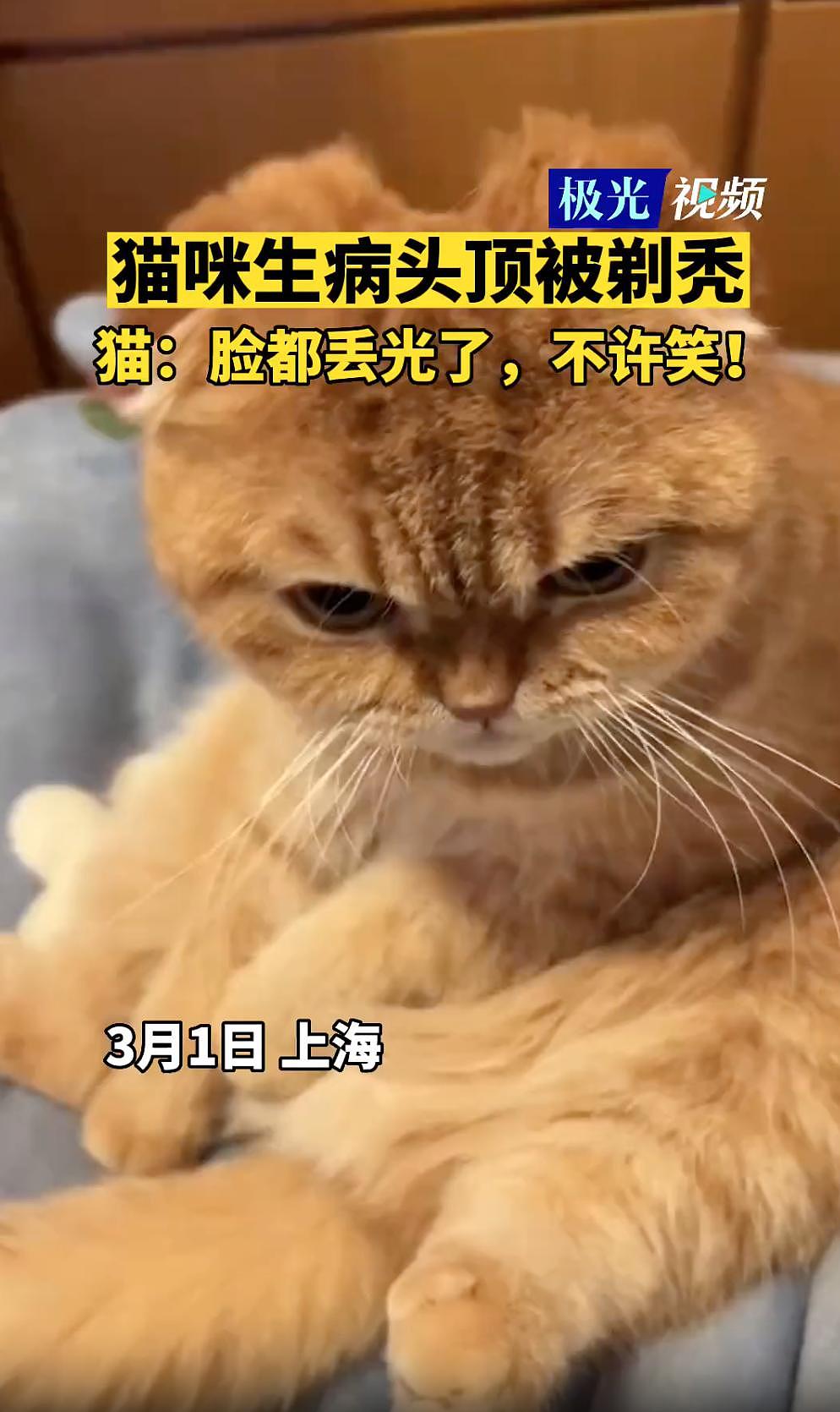 小猫咪得了皮炎为治病剃了毛，网友看到后哈哈大笑：这不是谢广坤吗 . - 12