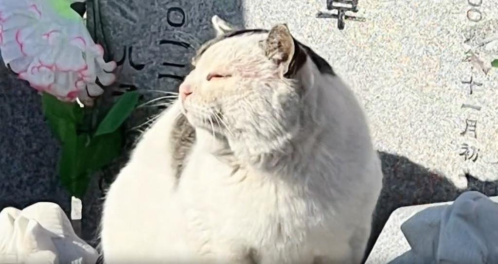 墓园流浪猫靠吃贡品生活，把自己养得肥肥胖胖，网友：变成鬼我也要上来撸它两下 . - 3