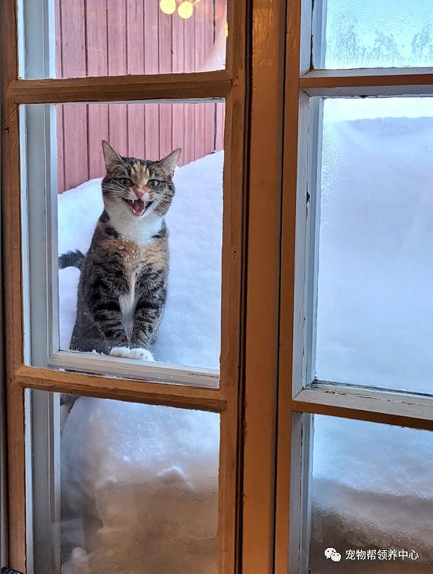 漂亮猫咪站雪堆里冲屋内叫，模样看似可怜，其实玩得比谁都欢！ - 7