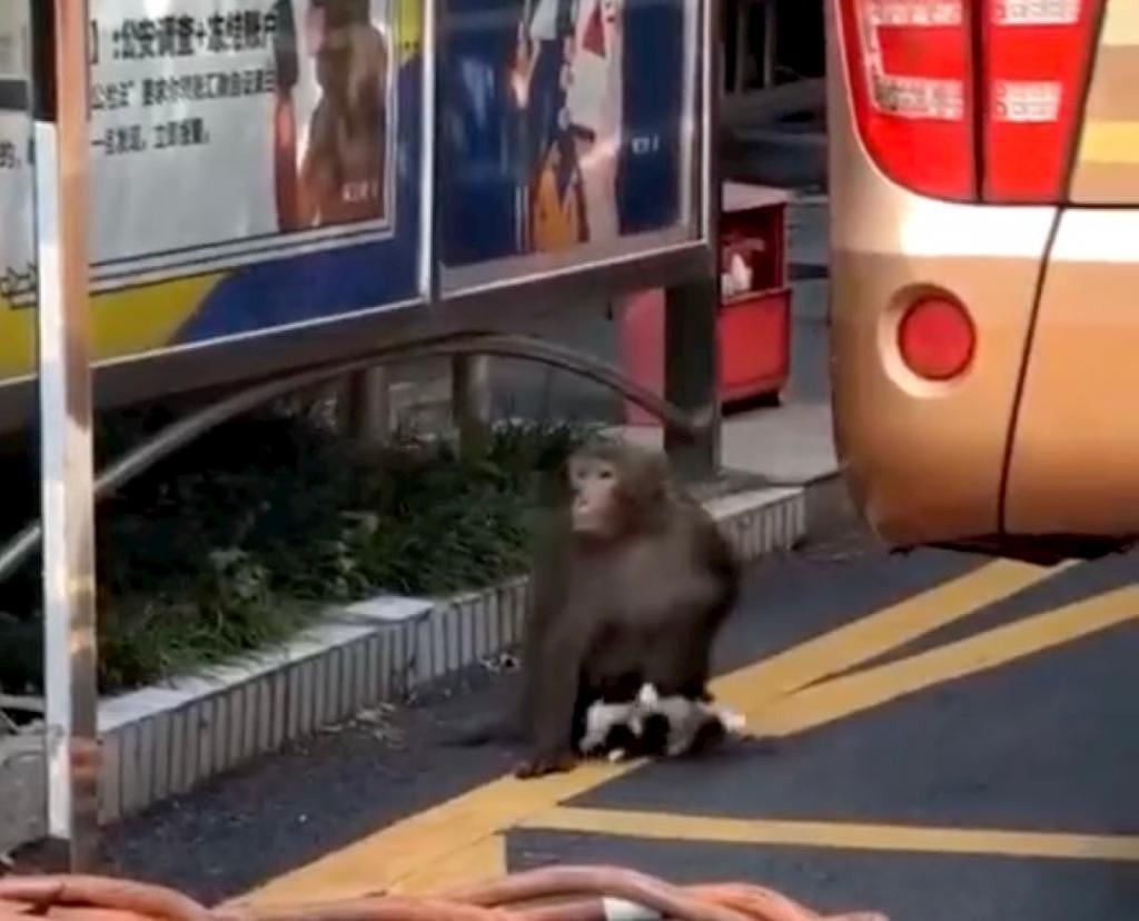 猕猴闯入南京城区“玩死”三只小猫，市民怒了：还不快抓住它 - 3