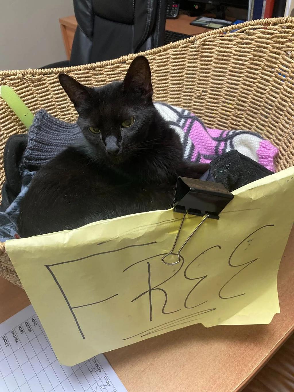 14 岁不老黑猫每天都趴衣物捐赠篮中等待，真实原因令人心酸 . - 3
