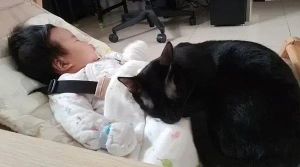 猫保姆24小时贴心护嫩婴，还帮舔毛！“真实目的”曝光，笑翻网友 - 5