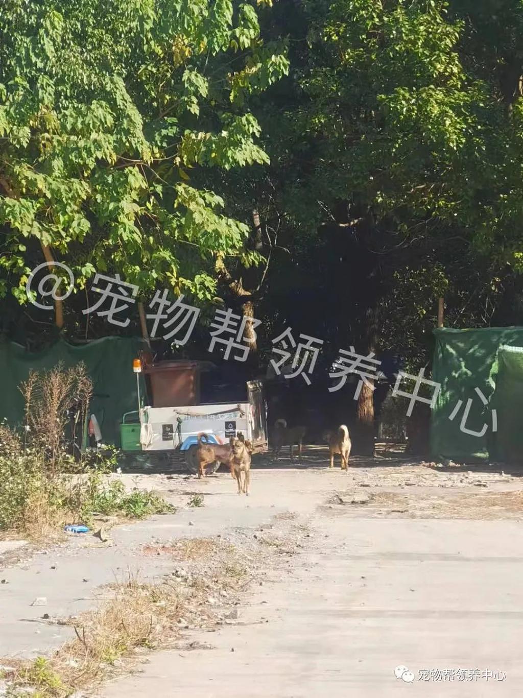 七八十只流浪狗遭投诉要被强制处理，她义无反顾站出来说“救！” - 2