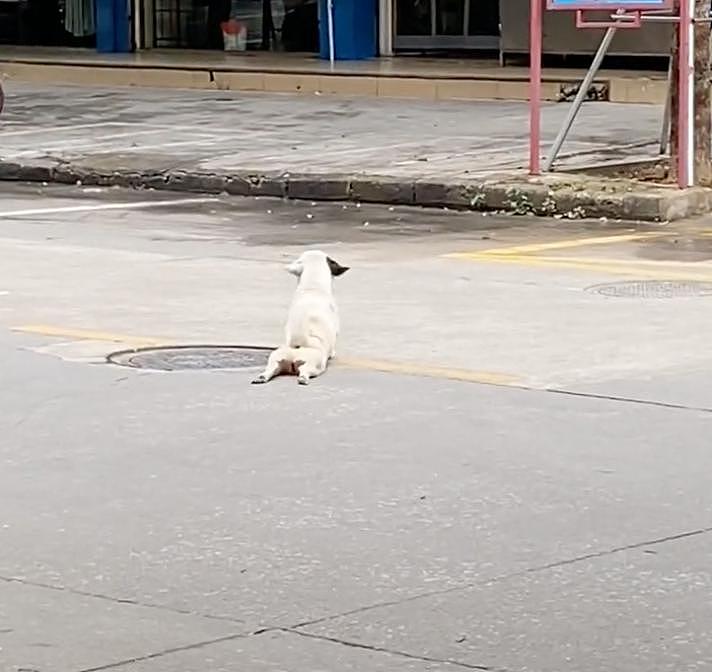 狗子拖着后肢过马路，路人以为是残疾心疼落泪，可下一秒…哈哈！ - 1