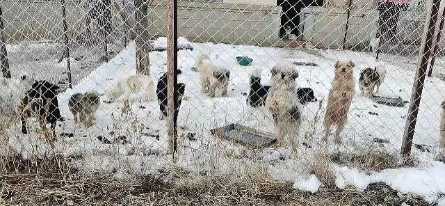 春暖花开之际，700 多只毛孩子却在暴雪中失去了家园… - 13