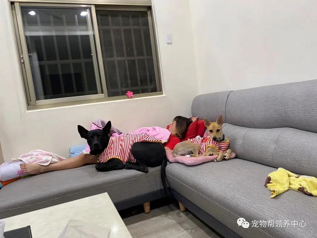主人昏睡在沙发上，两只狗狗怕她翻下去，竟这样做 ... 太暖了！ - 1