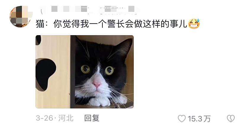 猫咪开水龙头淹了家，邻居气冲冲找过来，看到罪魁祸首后：小猫咪快让我摸摸 . - 20