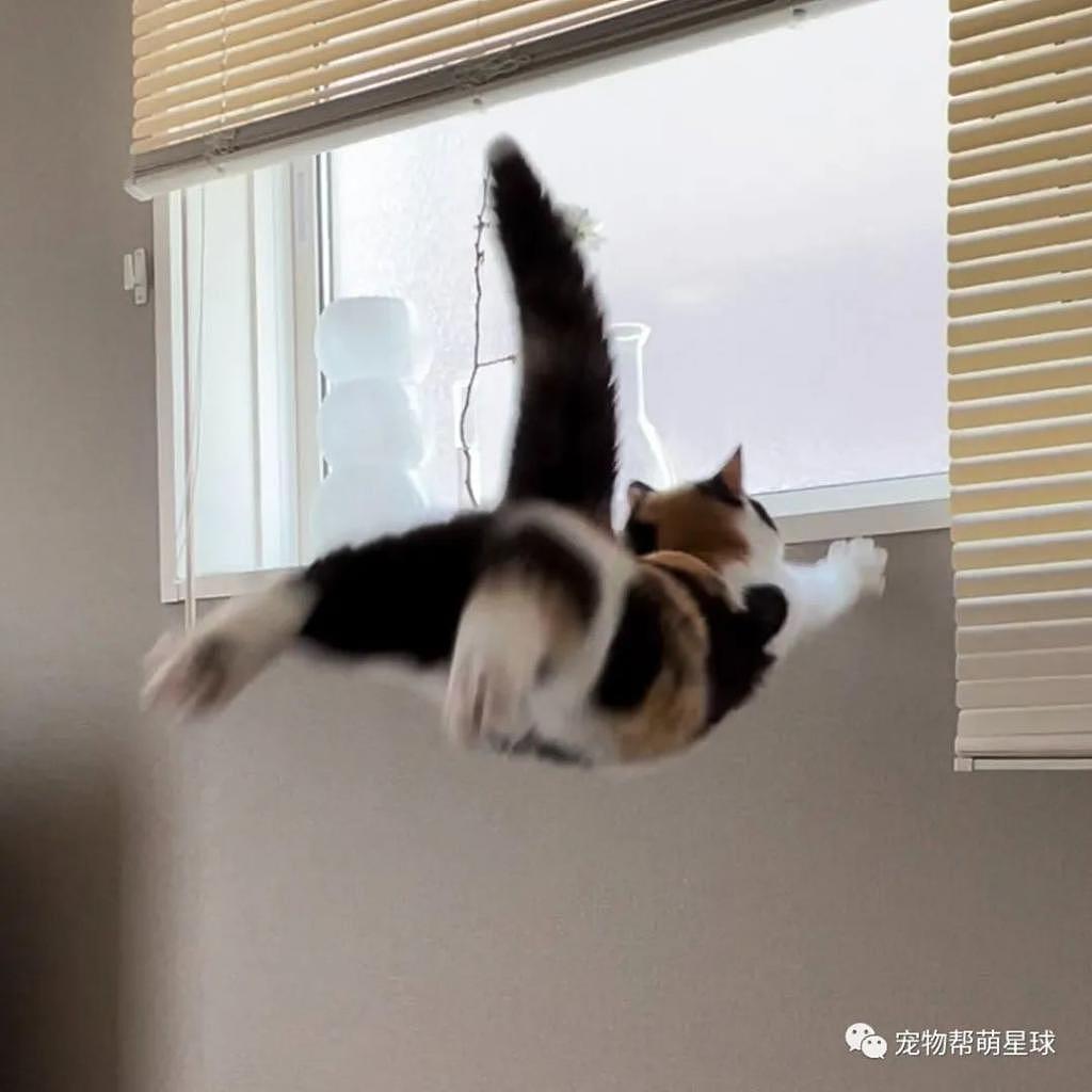 猫咪想跳到窗台上，信心满满结果 ... 猫脸算是丢尽了 - 7