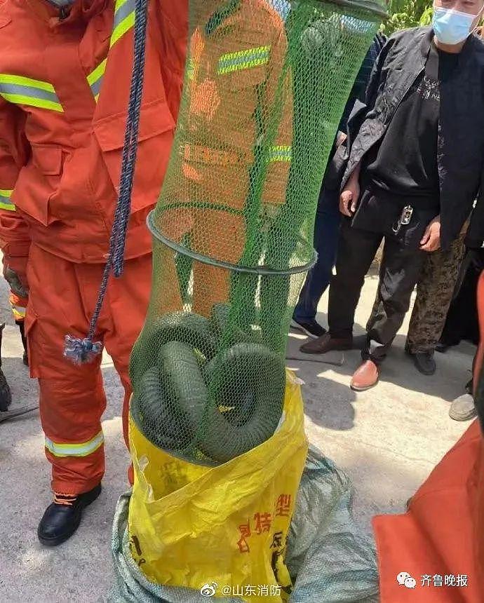 居民街头散步偶遇 3 米长眼镜王蛇，网友：最近“含蛇量”有点高 - 1
