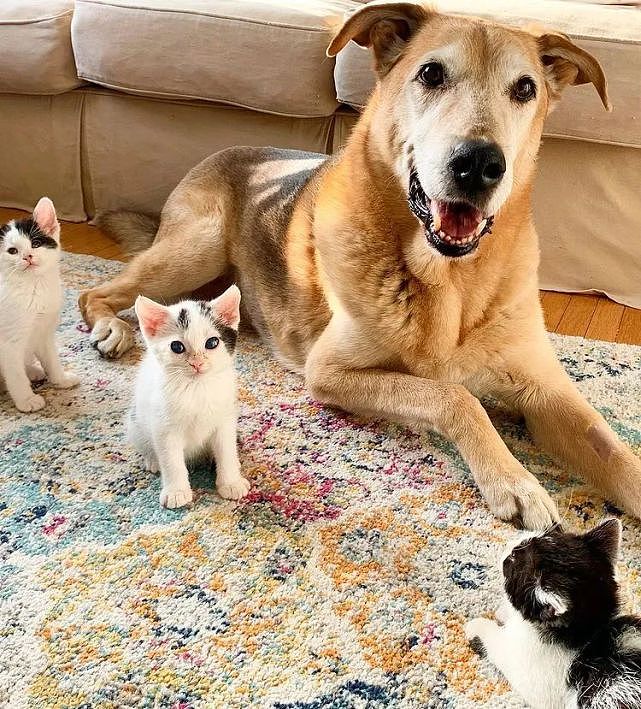 猫趣｜险些被安乐的田园犬，在寄养之家里成了孩子王，被小猫们视为天使 - 11
