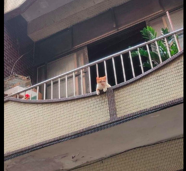猫咪趴在阳台上望路过的人，看得是津津有味：哪个是最丑的人呢？ - 1