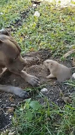 狗狗看到土拨鼠在挖洞，不停摸人家屁股，土拨鼠都要气炸了！哈哈哈！ - 1
