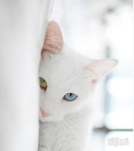 双色美瞳雪白猫。
