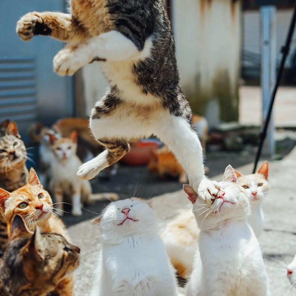 猫咪为表演“飞猫在天”，直接把同伴当垫脚石，还有一群看热闹的 ~ - 1