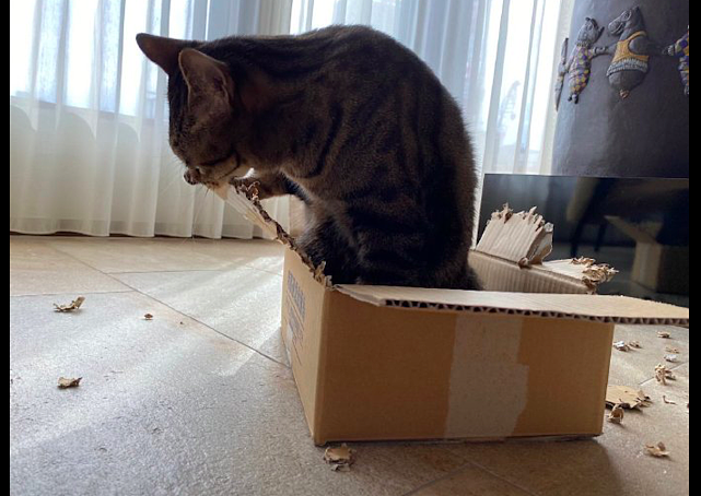 猫咪拿了快递盒子后，不仅在里面睡觉，还用来磨牙和当猫抓板！ - 2