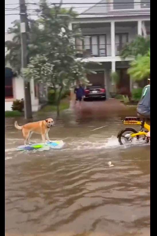 下暴雨城市积水了，主人竟带着狗狗在街道上冲浪，技术太好了吧！ - 3