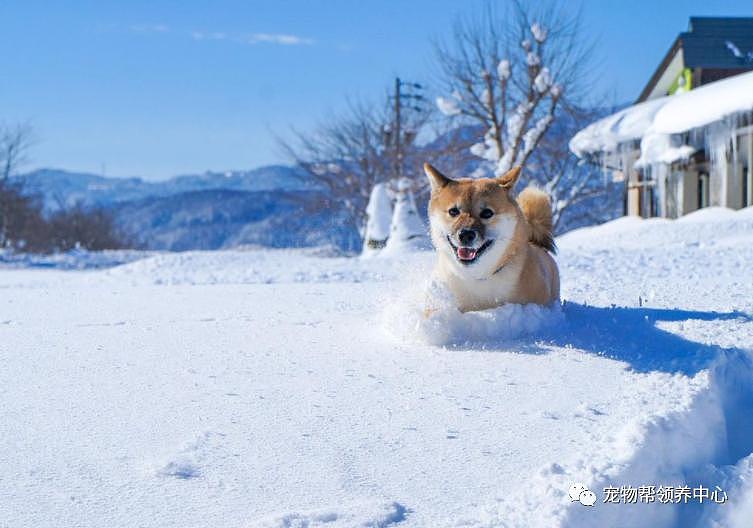 狗狗和主人去滑雪，竟在缆车上和小主人神同步歪头睡着了 ~ - 7