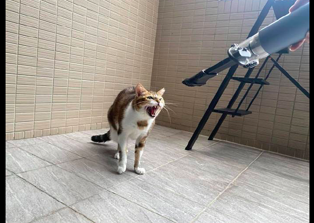 网友拿着吸尘器对着猫咪，它也张开嘴巴露出牙齿：气势不能输！ - 1