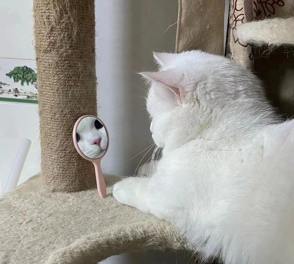 寻思一只猫能有多自恋，直到看到这只照镜子的猫 . - 1