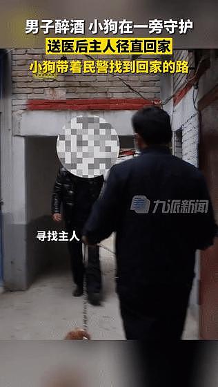 男子醉卧街头小泰迪寸步不离守护，可等他醒来却把狗忘了，狗狗：到底谁才是狗？ - 17