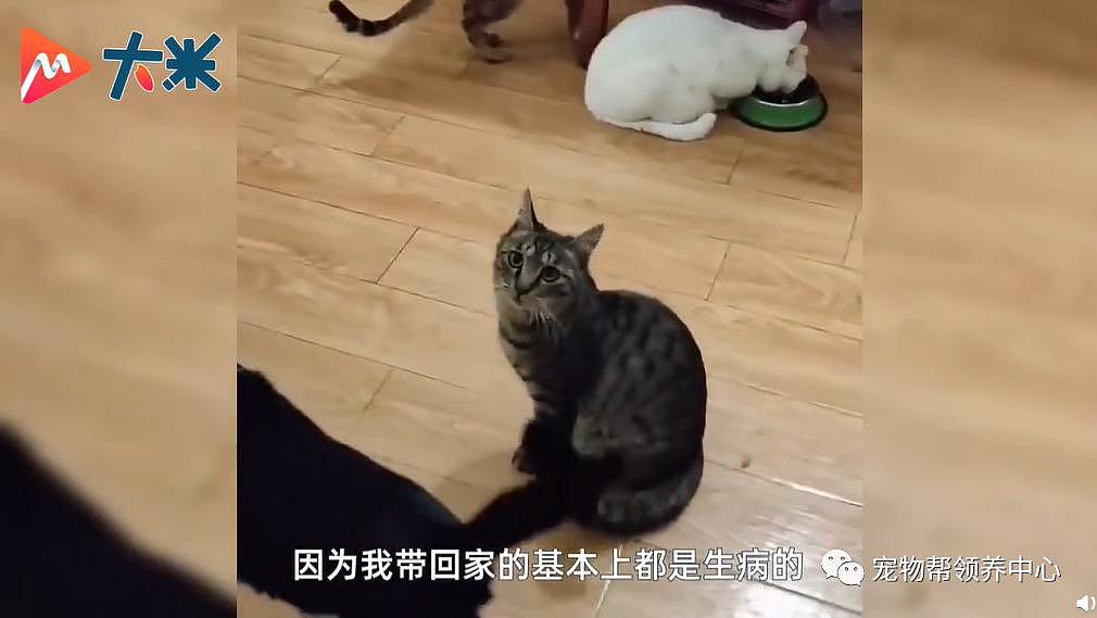 保安收养 7 只生病流浪猫上了热搜，和打死流浪狗的保安一对比，差距太大了 . - 7