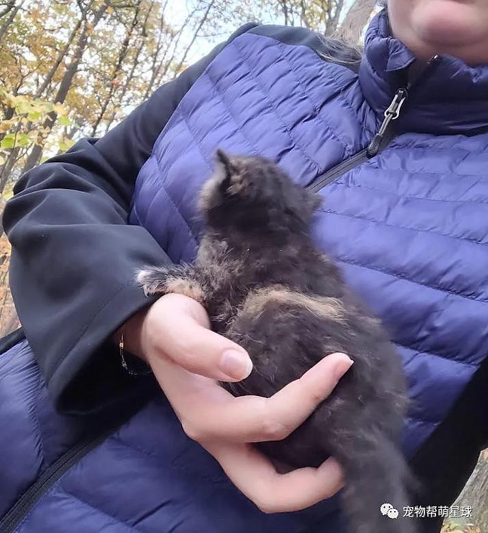 网友在森林里捡到的小奶猫，几经波折后，现在过得超耐思 ~ - 1